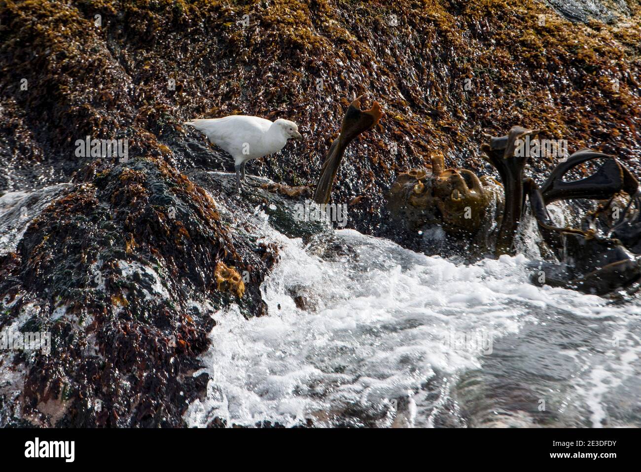 Snowey Sheathbill, Chionis alba a Cooper Bay, Georgia del Sud Antartide Foto Stock