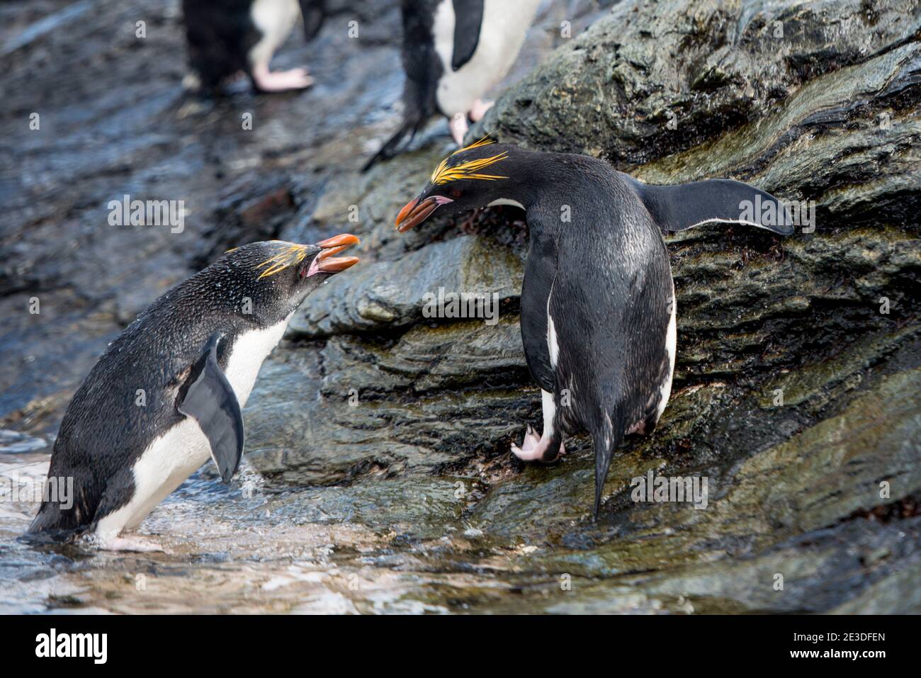 Maccheroni Penguin, Eudyptes crisolophus, Cooper Bay South Geogira Island Antartide Foto Stock