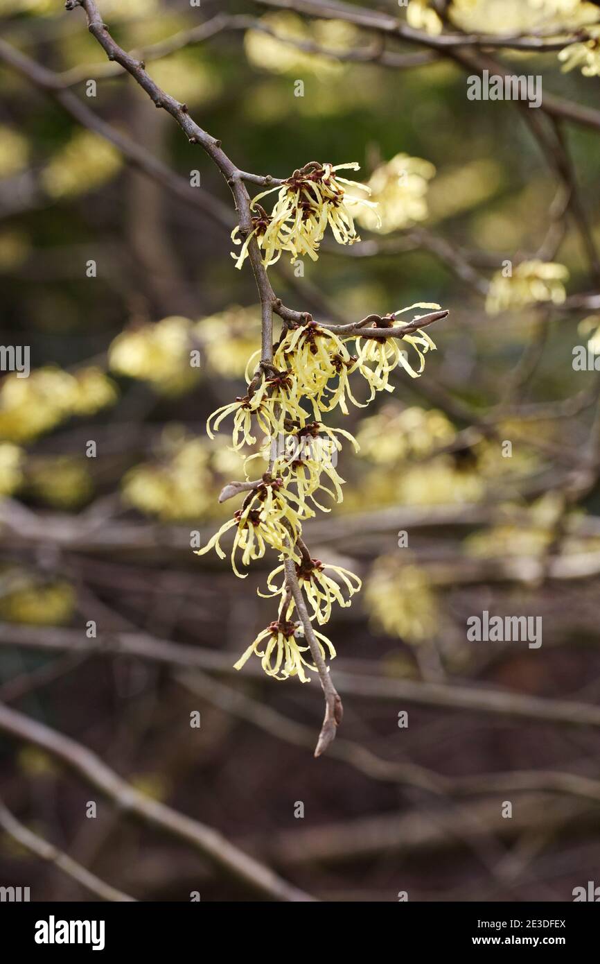 Hamamelis × intermedia 'Savill Starlight' Fiori. Foto Stock