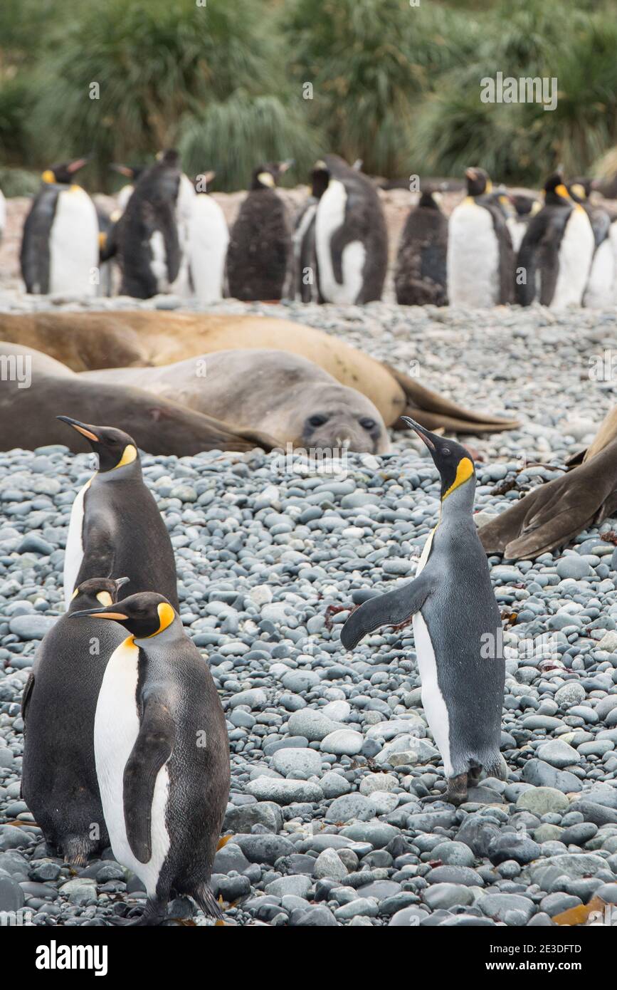 I pinguini del re e le foche dell'elefante femminili sulla spiaggia a. Cooper Bay, georgia meridionale, antartide Foto Stock