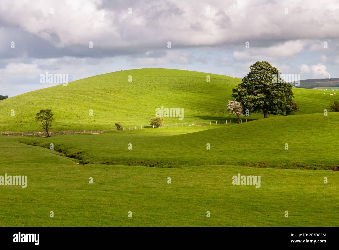 Lussureggianti campi di pascolo verdi coprono le colline ondulate delle Pennine del Sud vicino Gargrave nello Yorkshire. Foto Stock
