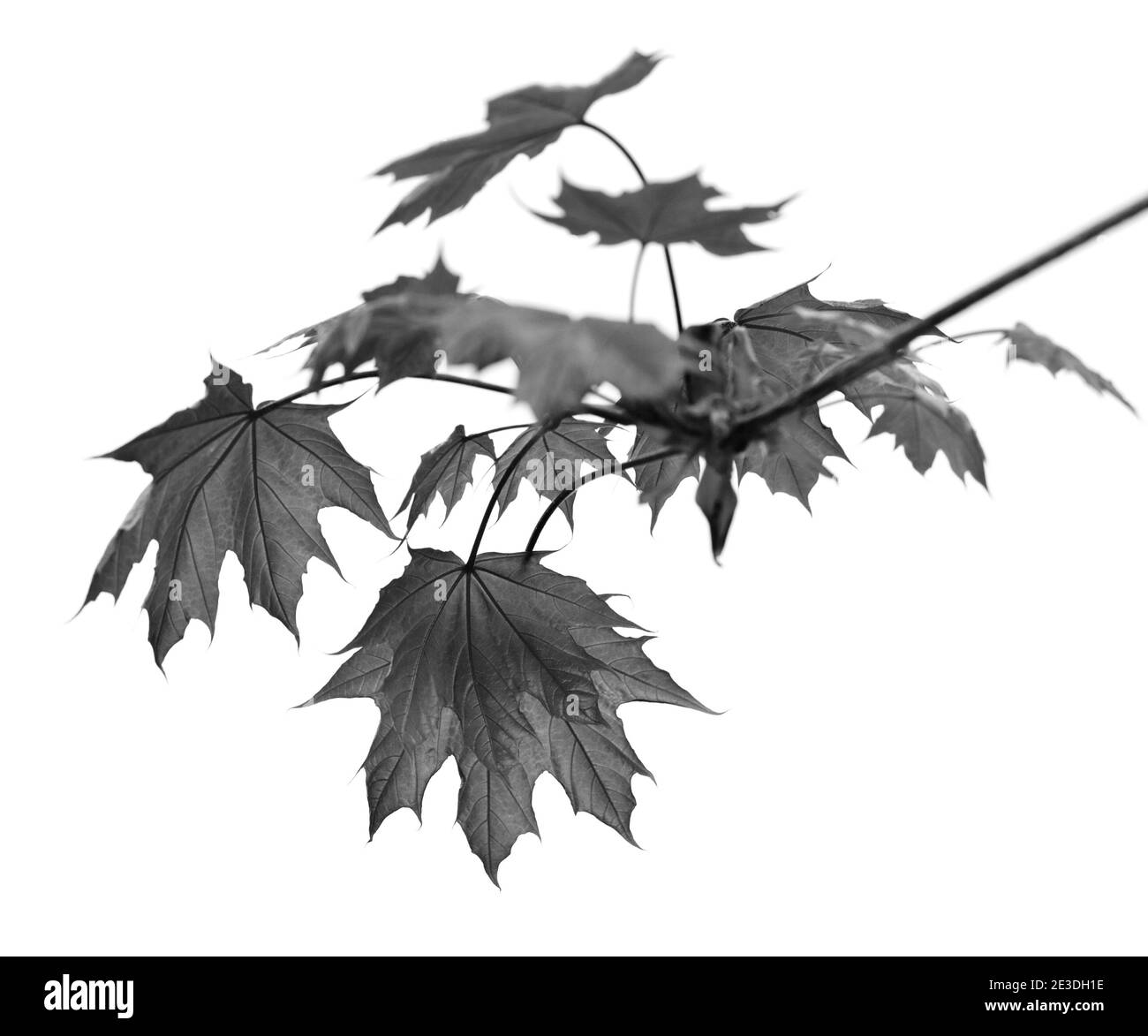 Ramo di acero con foglie di acero isolate su sfondo bianco. Immagine in bianco e nero. Foto Stock