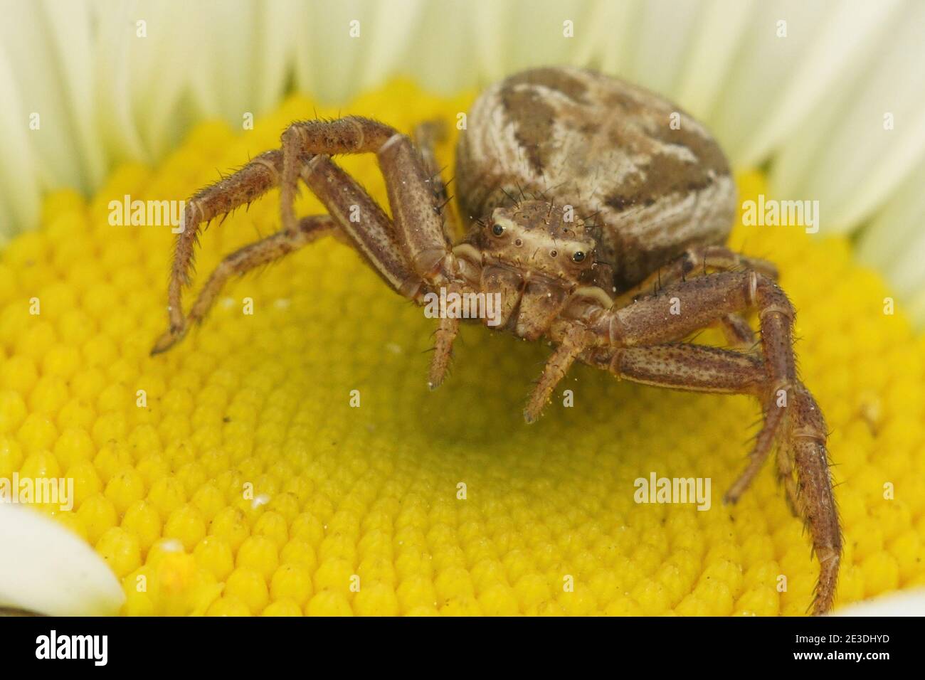 Primo piano di un ragno di granchio minaccioso, specie di Xysticus Foto Stock