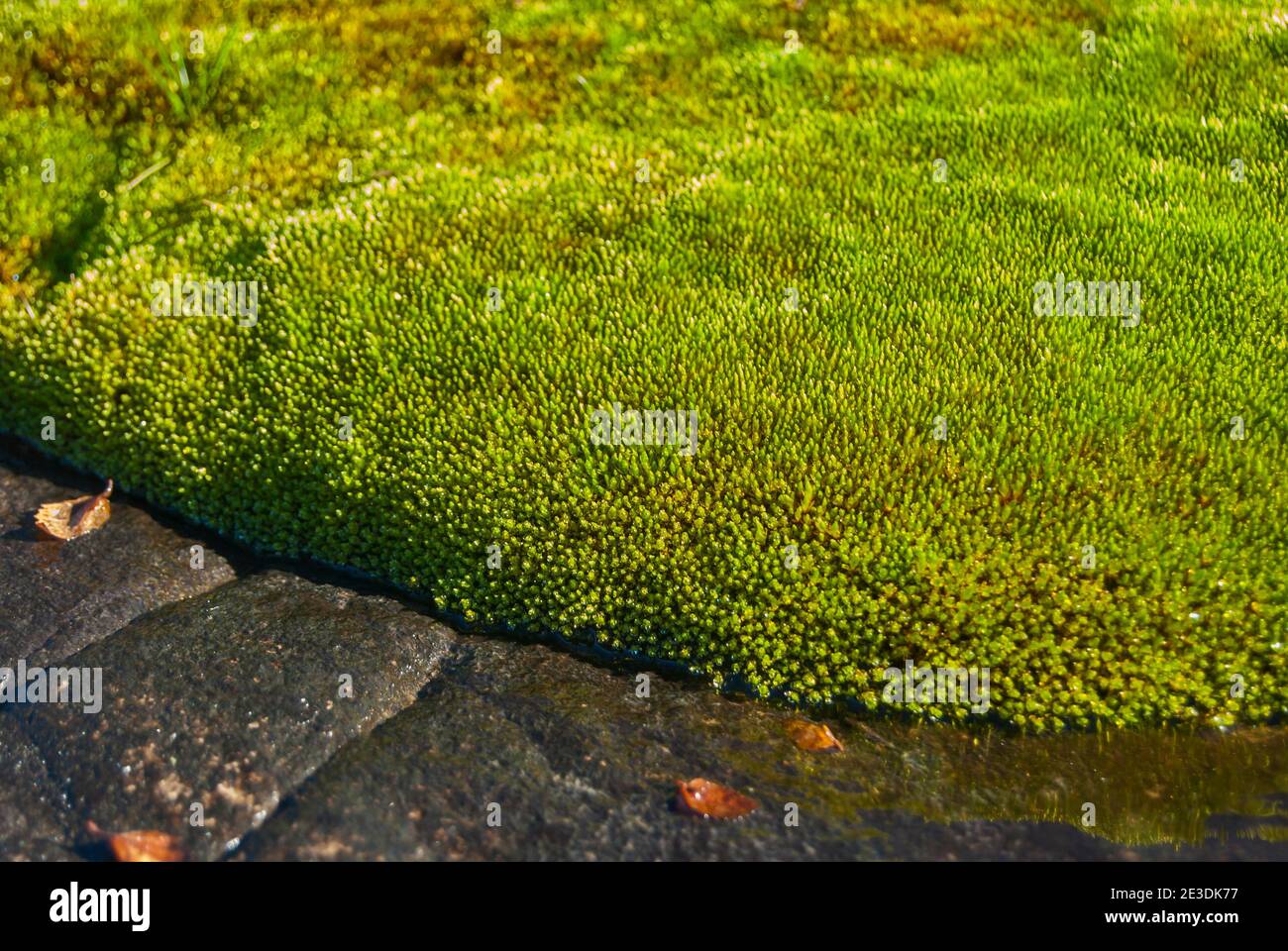 Ciuffo di muschio verde fresco sulla roccia bagnata closeup Foto Stock