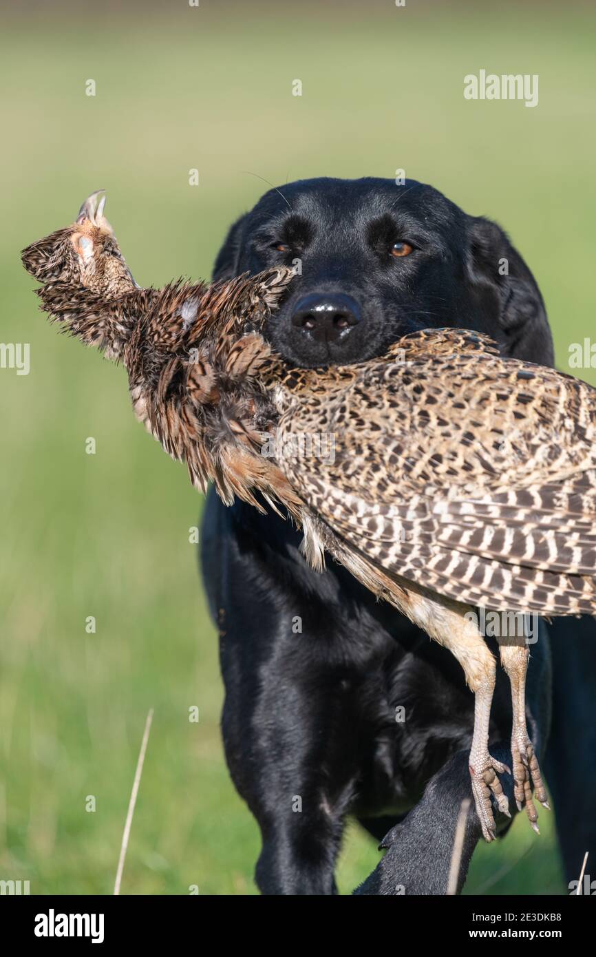 Ritratto di un Labrador nero che recupera un fagiano di gallina Foto Stock