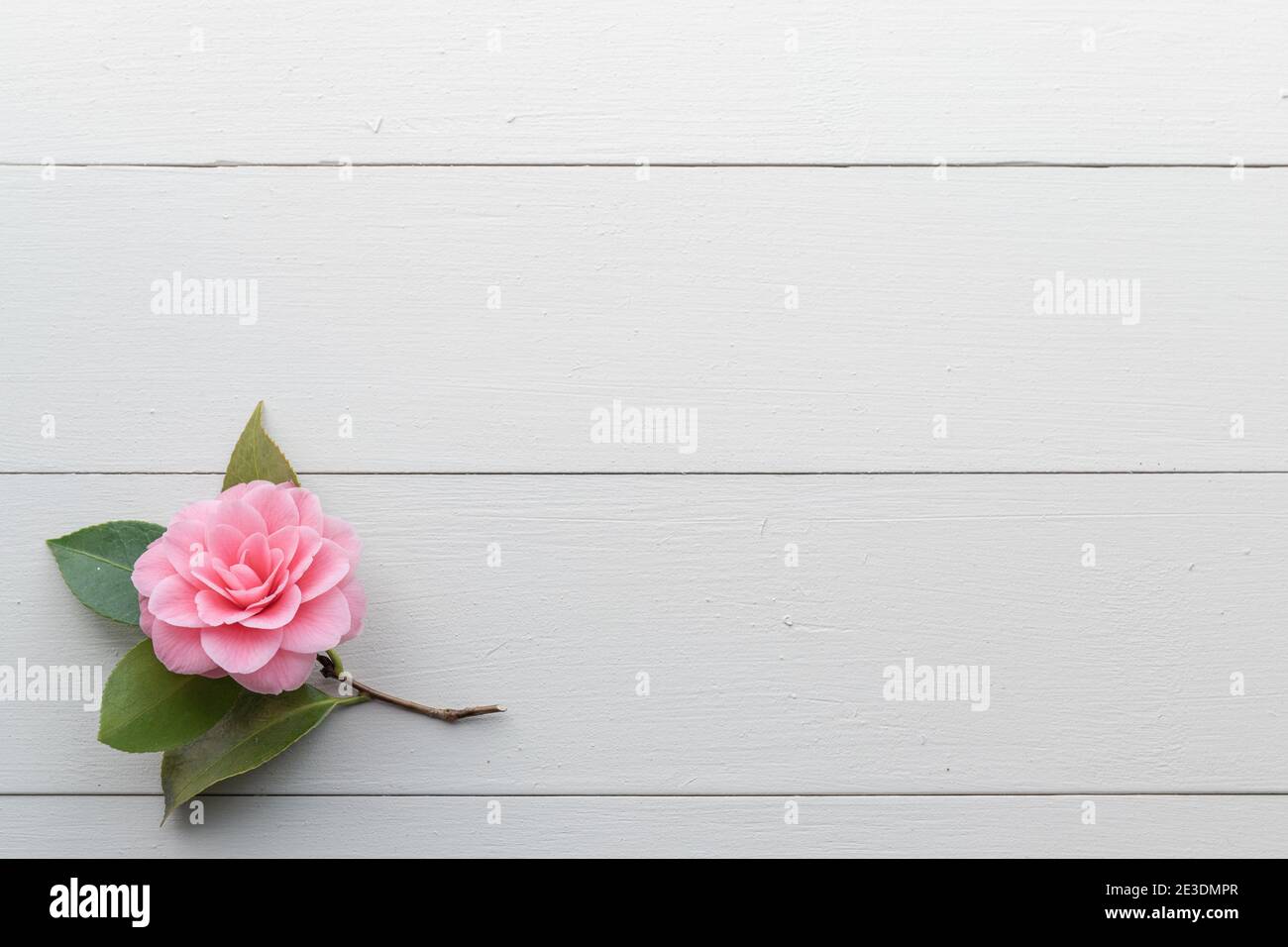 Un singolo fiore di Camellia isolato su sfondo di legno bianco Foto Stock