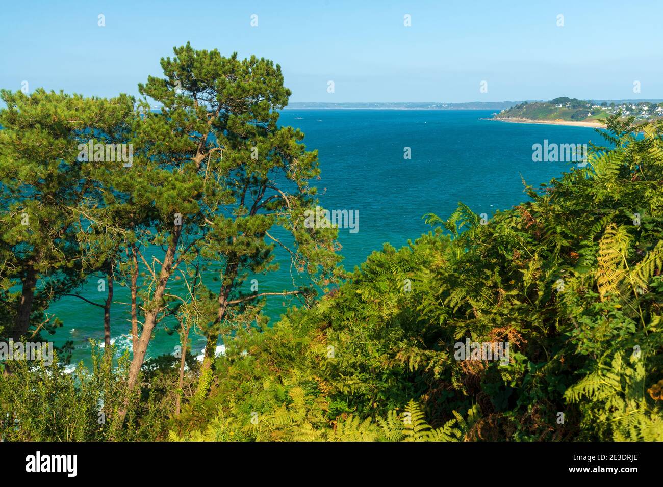 Bellissima costa della Bretagna coperta di aquila felce con mare blu profondo, vicino a Locquirec, Francia. Foto Stock