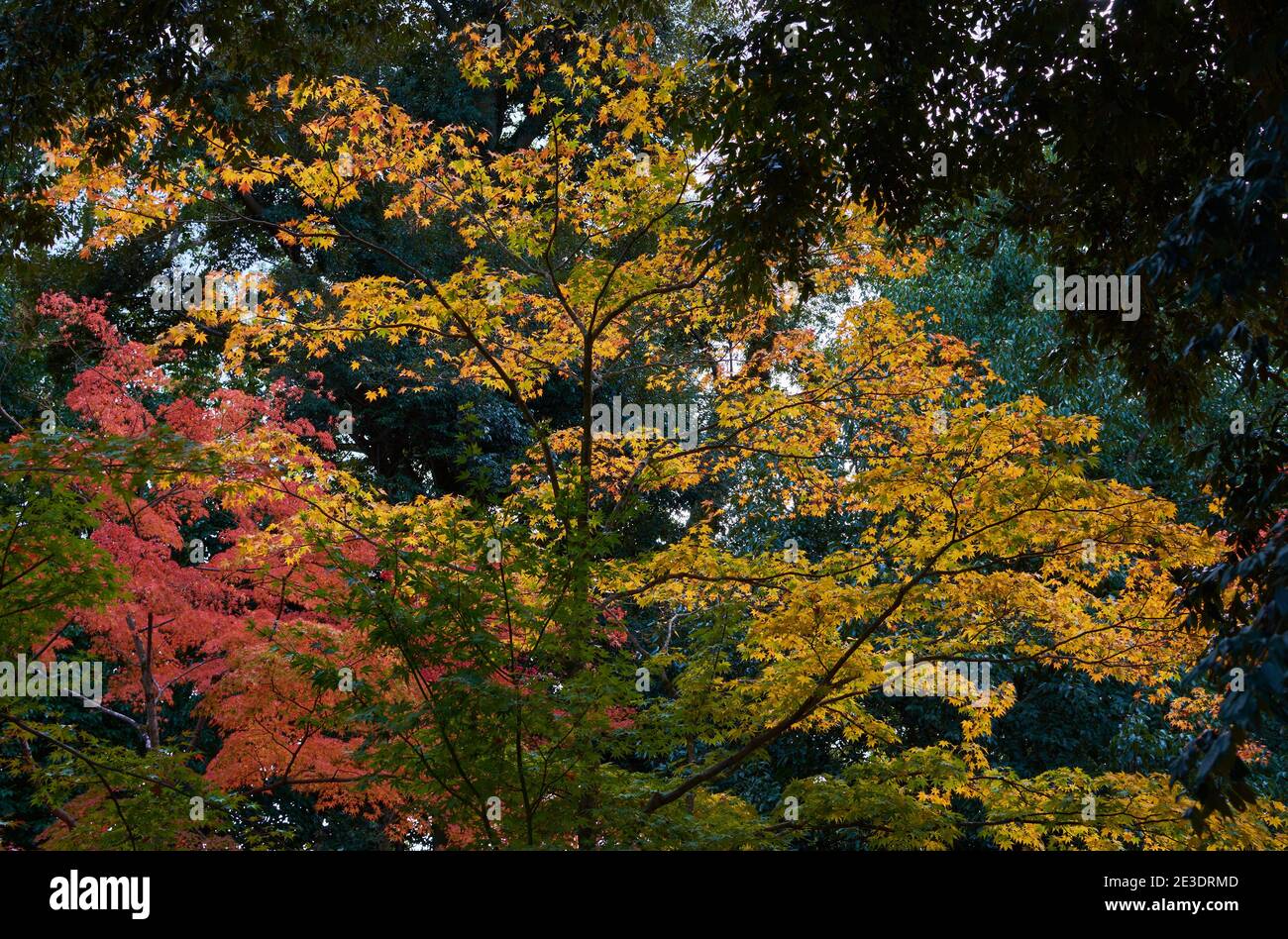 Alberi colorati con belle foglie fogliame durante l'autunno Momiji Stagione in Giappone Foto Stock