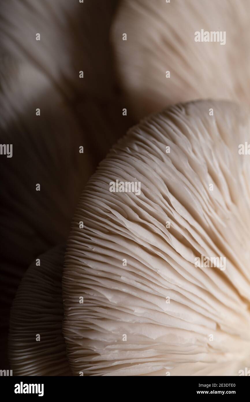 Funghi di ostrica. Texture di funghi primo piano. Cibo sfondo. Foto Stock