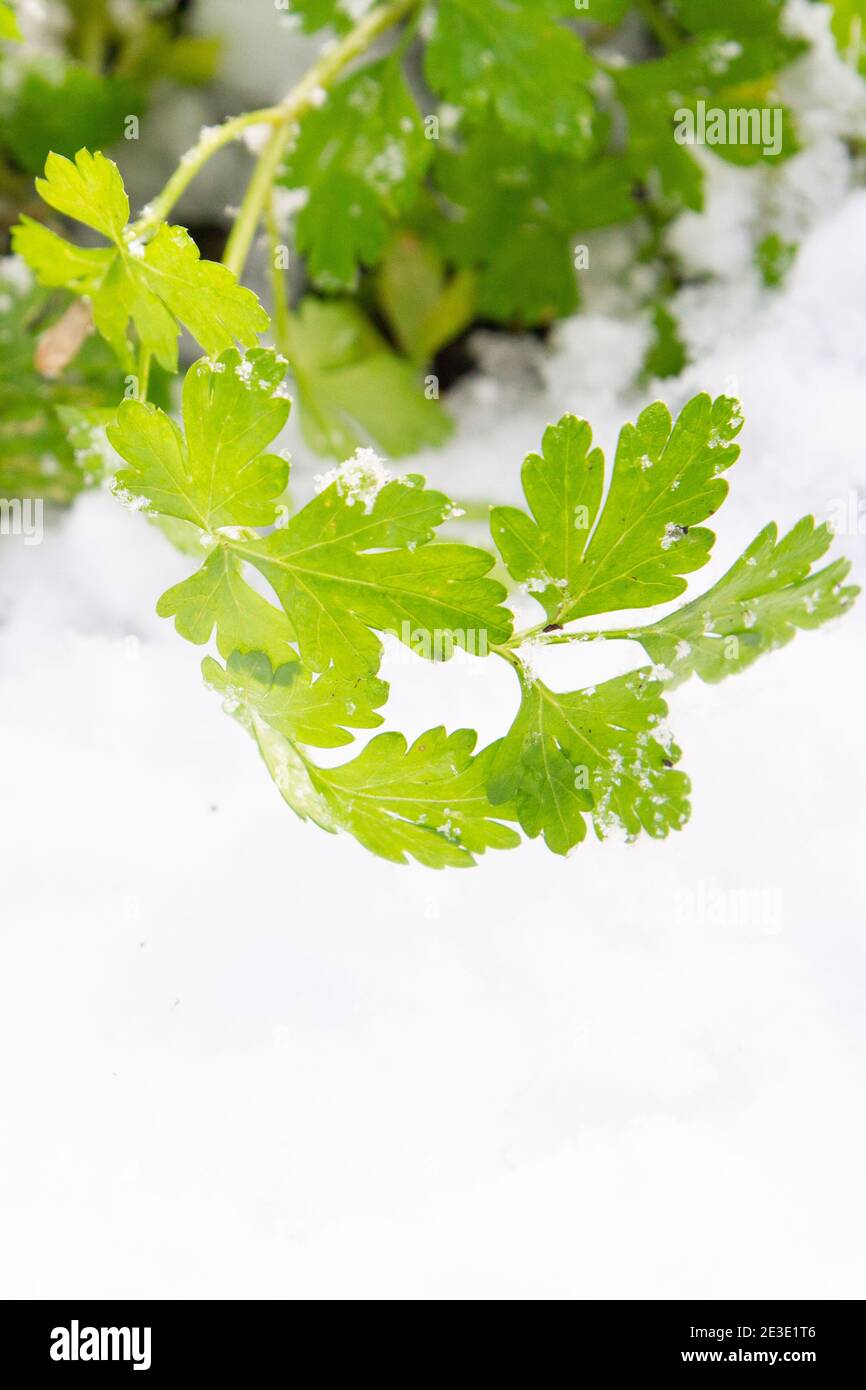 Il prezzemolo verde cresce in giardino in inverno sotto il neve Foto Stock