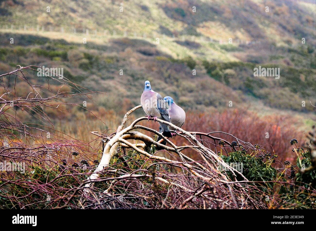 Isola di Portland. 18 gennaio 2021. Regno Unito Meteo. Un paio di piccioni in legno amatissimi goditi una giornata primaverile sull'isola di Portland. Credit: stuart fretwell/Alamy Live News Foto Stock