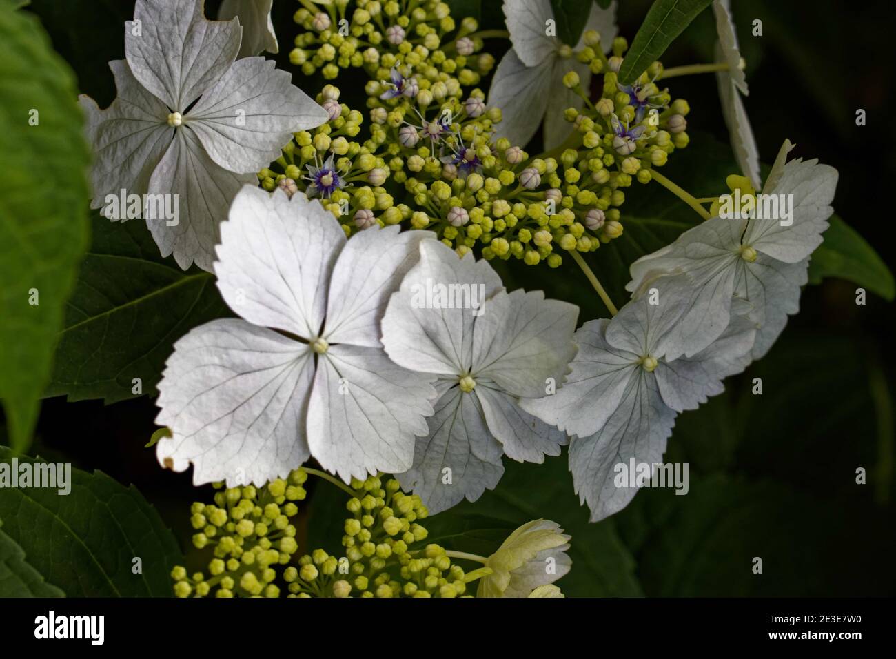 Il 'Mariesii grandiflora' è un piccolo arbusto deciduo con foglie di ovato lucide e grandi teste di fiore di zerbino appiattite con fiori blu o rosa fertili Foto Stock