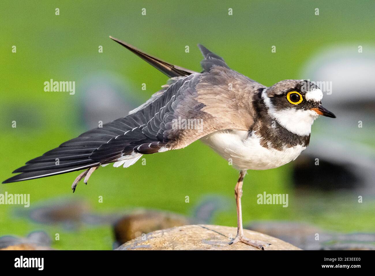 Poco inanellato plover (Charadrius dubius) Foto Stock