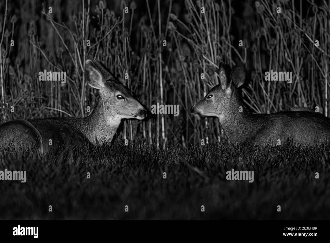Mule Deer, Odocoileus hemionus, di notte a Page Springs Campground, Frenchglen, Oregon, Stati Uniti Foto Stock