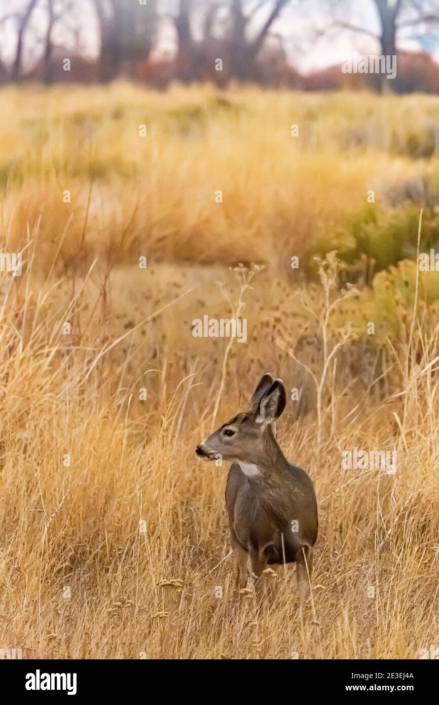 Mule Deer, Odocoileus hemionus, lungo Center Patrol Road in Malheur National Wildlife Refuge, Frenchglen, Oregon, Stati Uniti Foto Stock