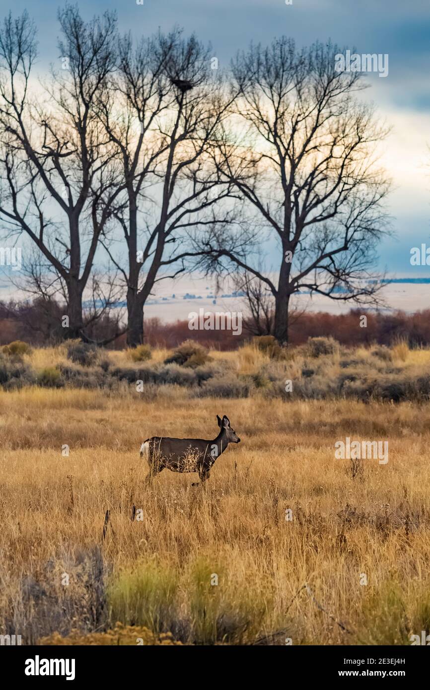 Mule Deer, Odocoileus hemionus, lungo Center Patrol Road in Malheur National Wildlife Refuge, Frenchglen, Oregon, Stati Uniti Foto Stock