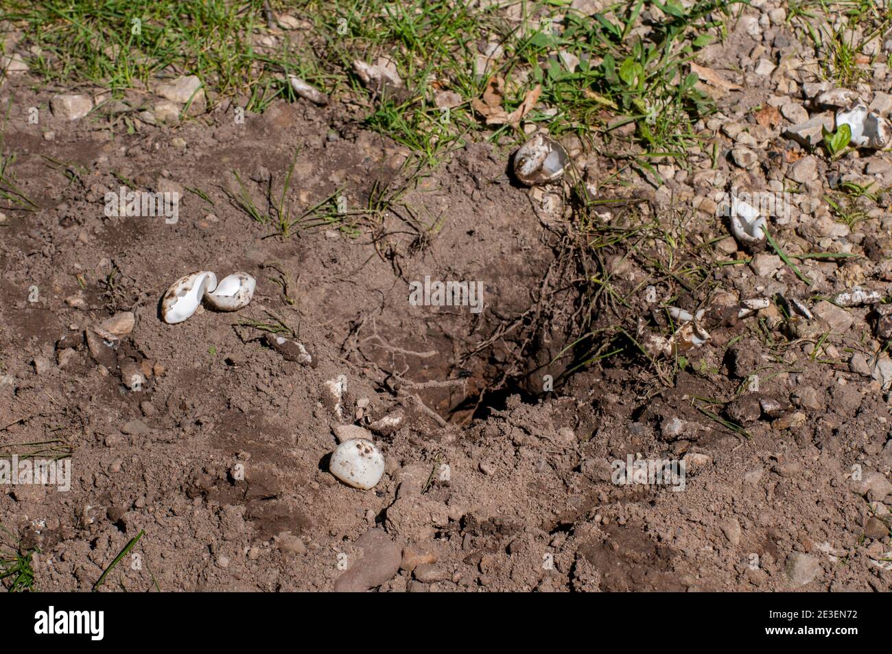 Vadnais Heights, Minnesota. Parco Regionale del Lago di Vadnais. Uova di tartaruga scoperte, distrutte e mangiate da qualche animale. Foto Stock