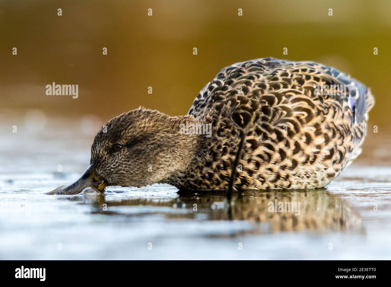 Comune (teal Anas crecca) Foto Stock