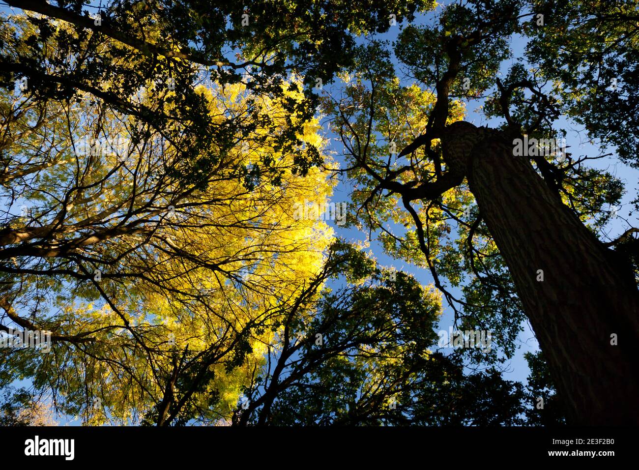 Un forte cielo blu d'autunno alto sopra una tettoia di legno di betulla illuminata dal sole; corone verdi a foglie tornanti sulla cima di quercia snella e alberi di cenere condividono l'interno del bosco Foto Stock