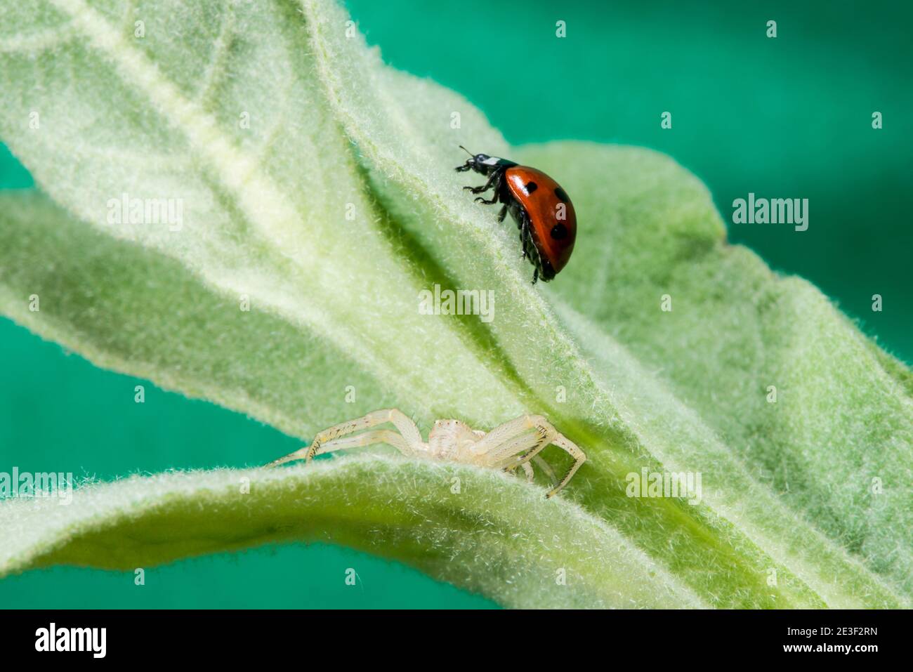 Kansas City, Kansas. Ragno di granchio che si nasconde in pianta di mungitro con sette-spotted il coleottero di ladybird. Foto Stock