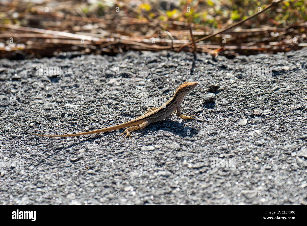 Napoli, Florida. Giardino Botanico di Napoli. Marrone Anole, 'Anolis Sagrei' seduto a terra. Foto Stock