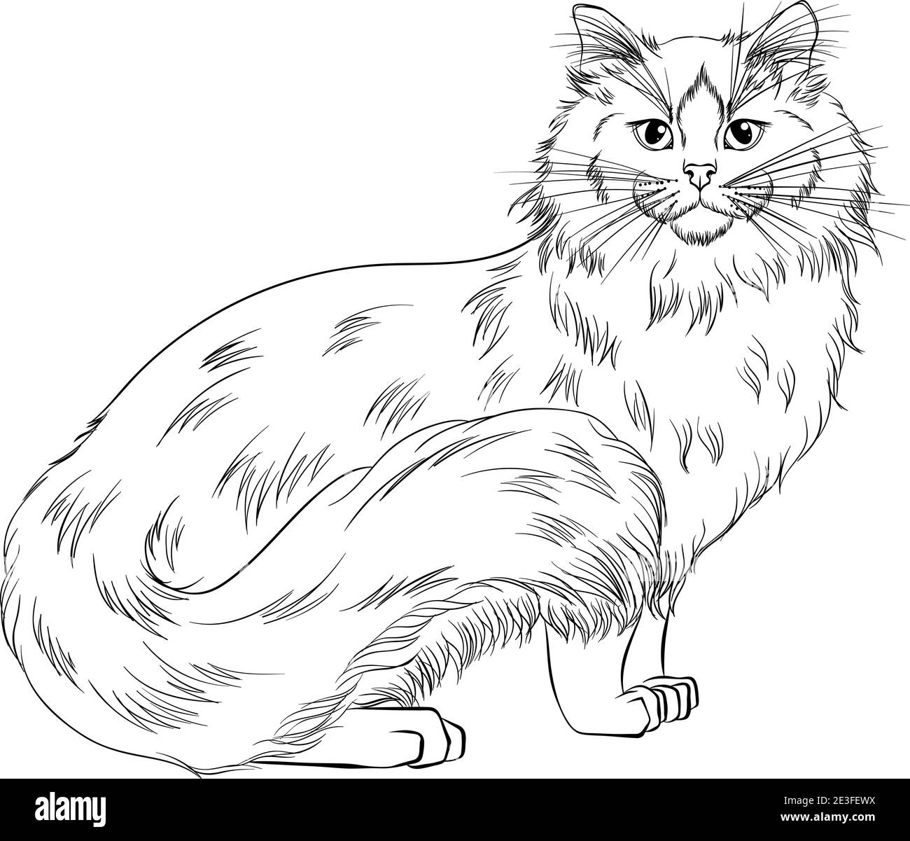 Ragdoll razza gatto in piedi guardando avanti. Illustrazione vettoriale line art adatta per colorare la pagina del libro. Stampa a mano disegna stile isolato su sfondo bianco. Gatto morbido nello stile di schizzo semplice. Illustrazione Vettoriale