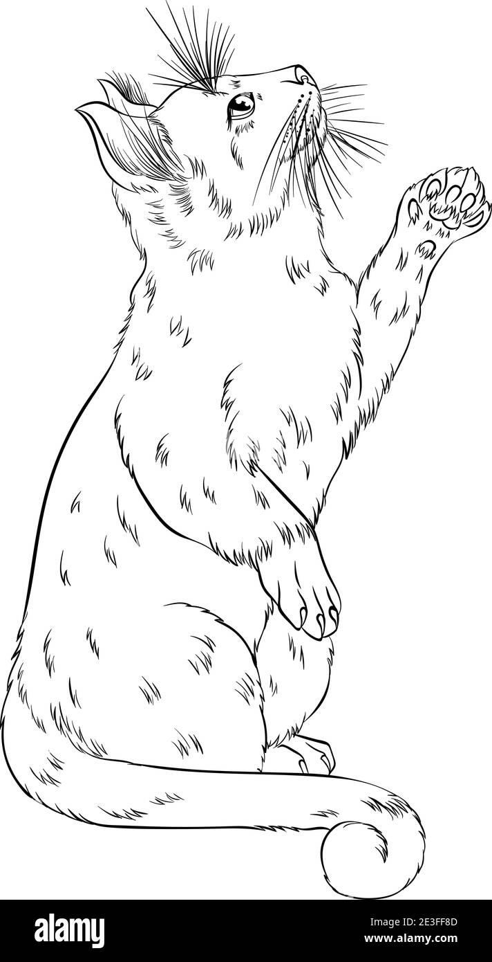 Gatto in piedi su due gambe posteriori con una zampa sollevata. Illustrazione vettoriale line art adatta per colorare la pagina del libro. Stampa a mano disegna stile isolato su sfondo bianco. Gatto morbido nello stile di schizzo semplice. Illustrazione Vettoriale