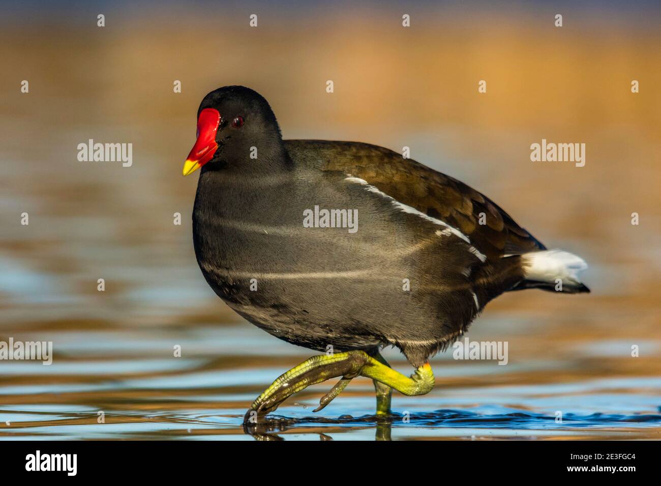 Moorhen crepuscolo (gallinula tenebrosa) Foto Stock