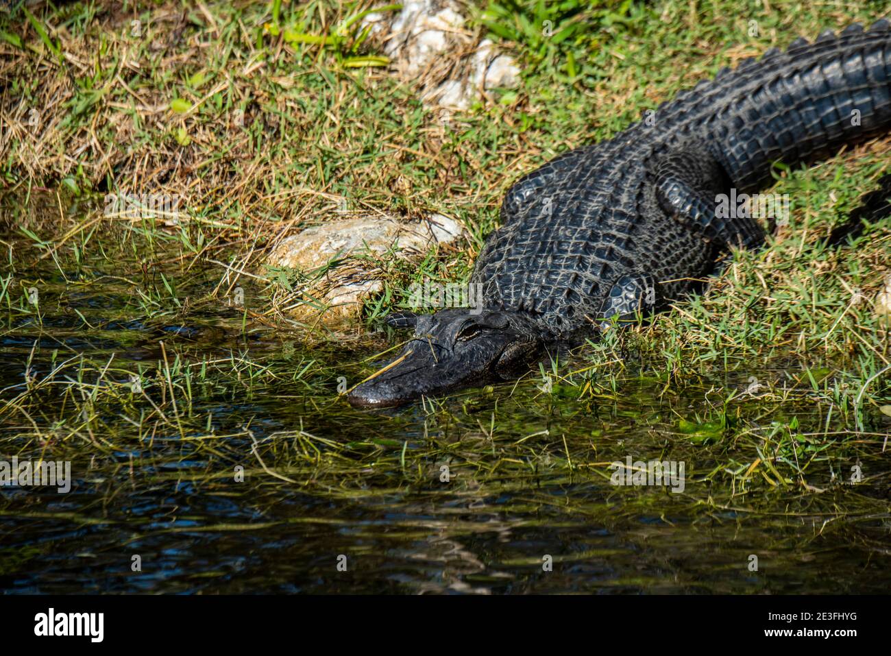 Florida. L'alligatore americano "Alligator missispiensis" crogiolandosi al sole in una palude nelle Everglades con la testa in acqua. Foto Stock