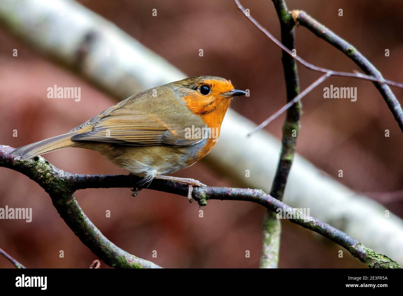 Rapina europea (Erithacus rufecula) Foto Stock Rapina europea (Erithacus rufecula) Foto Stock