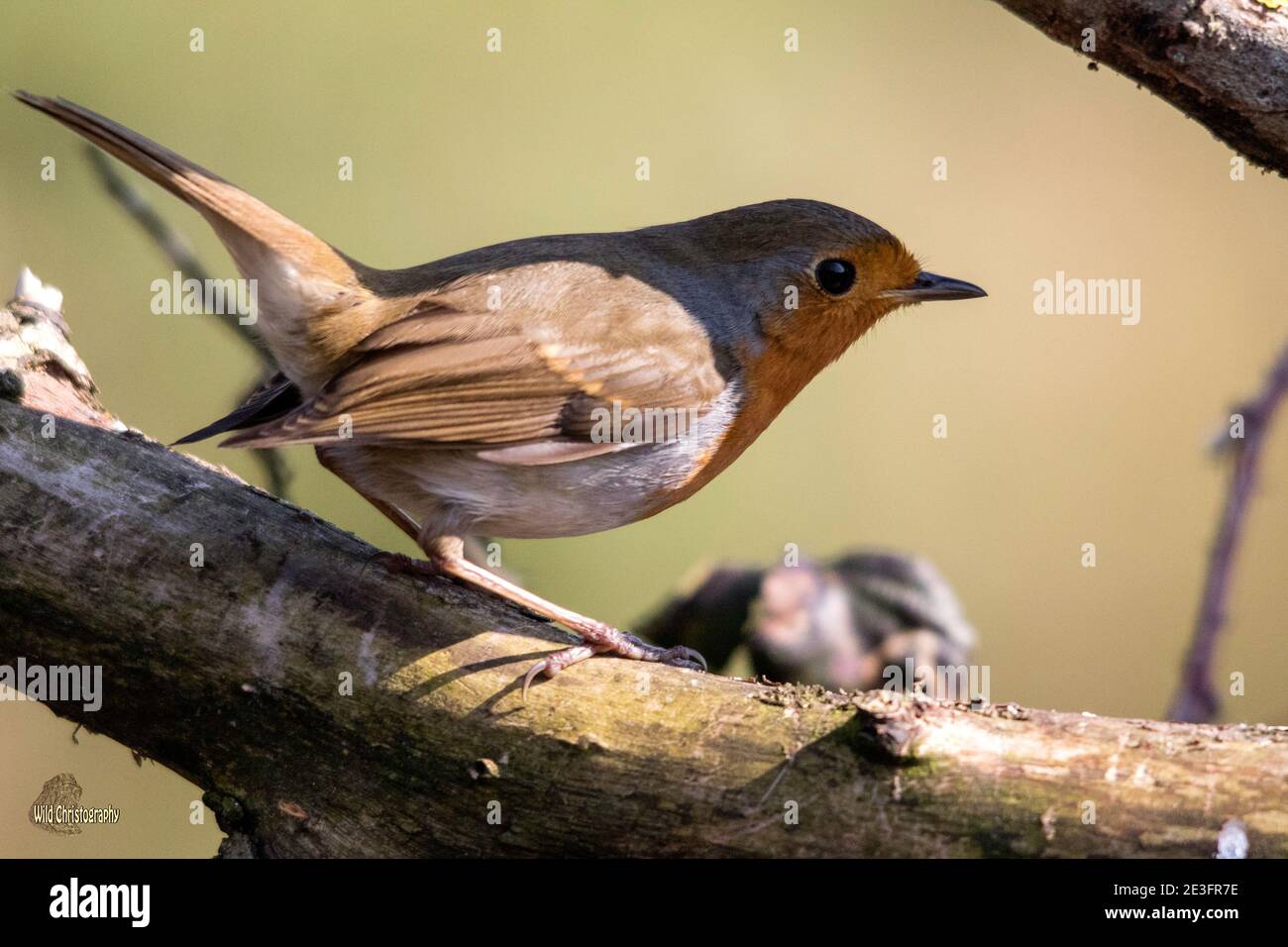 Rapina europea (Erithacus rufecula) Foto Stock Rapina europea (Erithacus rufecula) Foto Stock