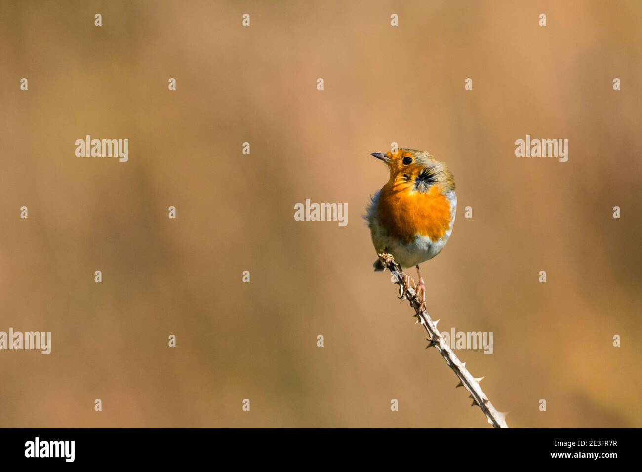 Rapina europea (Erithacus rufecula) Foto Stock Rapina europea (Erithacus rufecula) Foto Stock