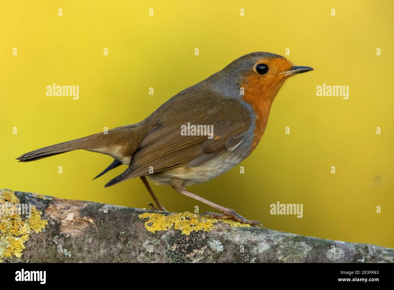 Rapina europea (Erithacus rufecula) Foto Stock Rapina europea (Erithacus rufecula) Foto Stock
