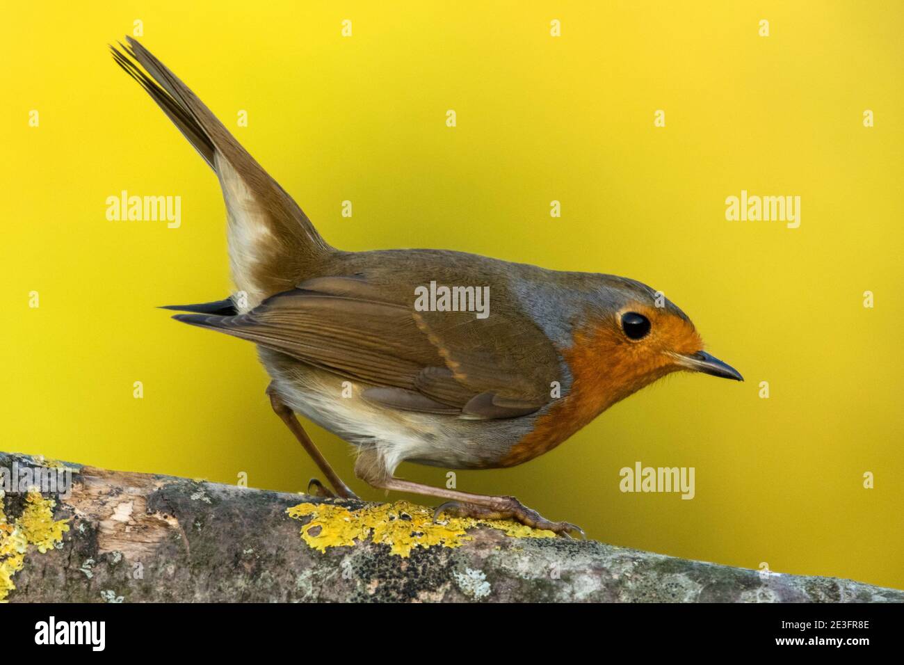 Rapina europea (Erithacus rufecula) Foto Stock Rapina europea (Erithacus rufecula) Foto Stock