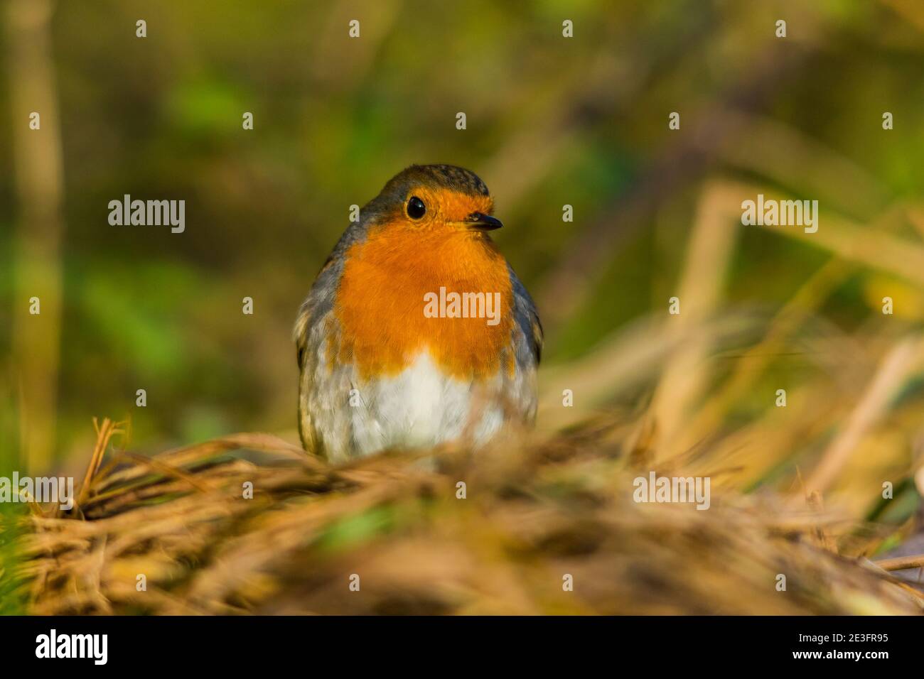 Rapina europea (Erithacus rufecula) Foto Stock Rapina europea (Erithacus rufecula) Foto Stock