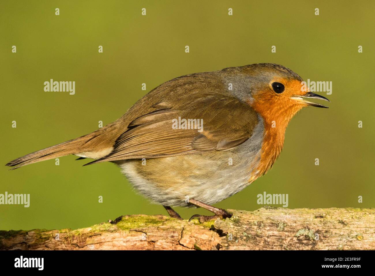 Rapina europea (Erithacus rufecula) Foto Stock Rapina europea (Erithacus rufecula) Foto Stock