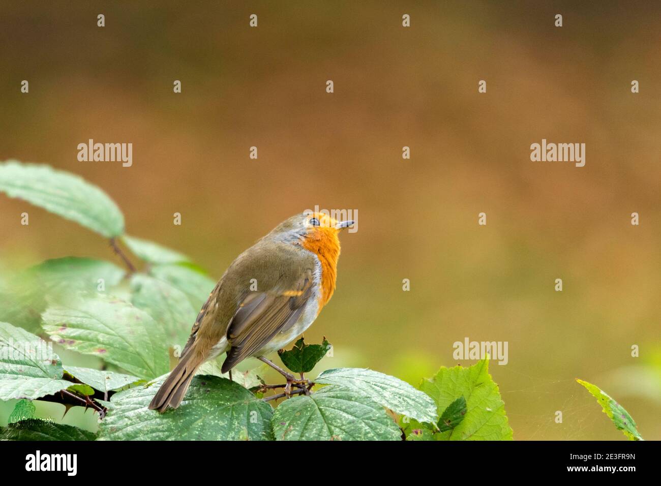 Rapina europea (Erithacus rufecula) Foto Stock Rapina europea (Erithacus rufecula) Foto Stock