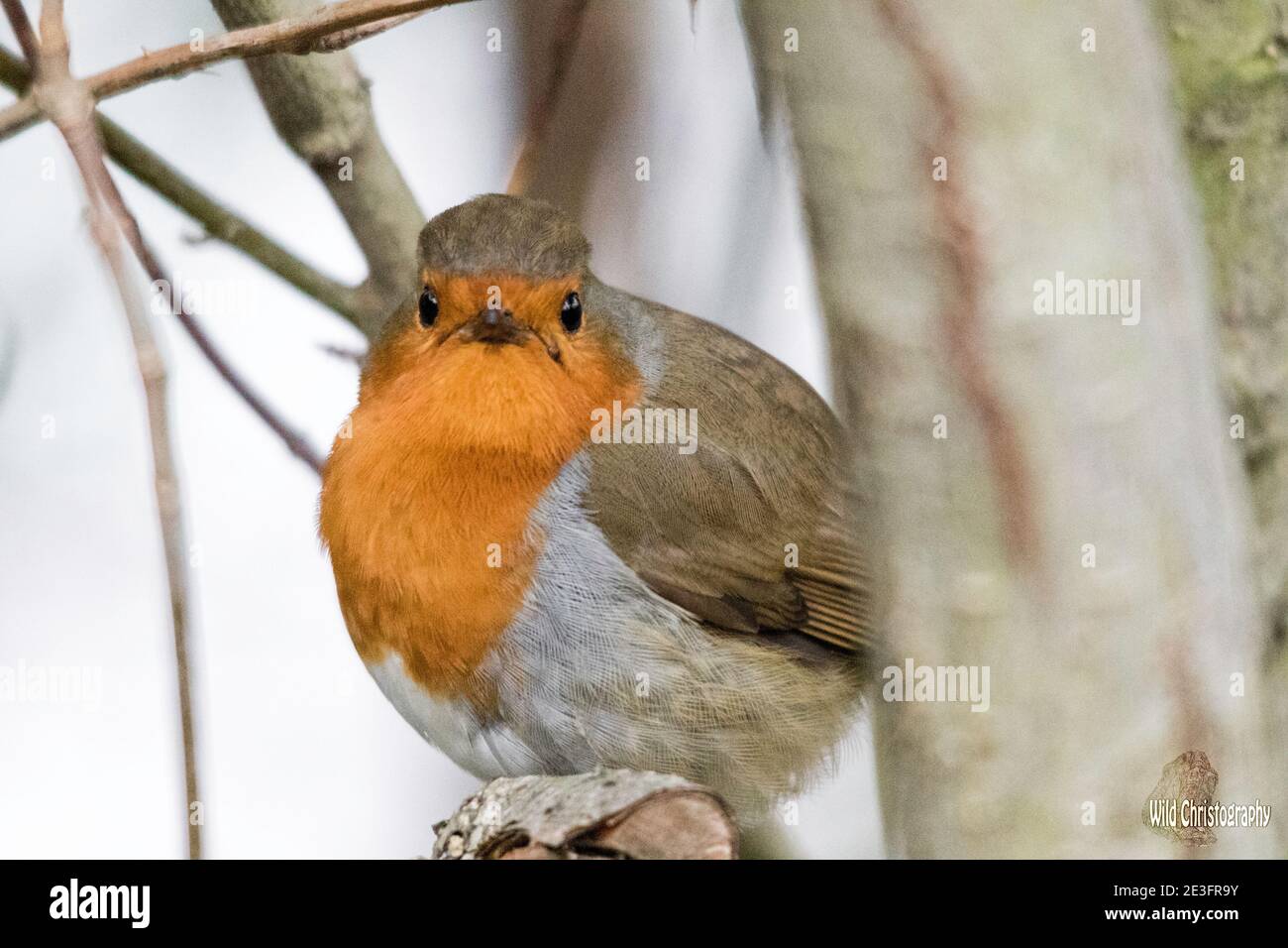 Rapina europea (Erithacus rufecula) Foto Stock Rapina europea (Erithacus rufecula) Foto Stock