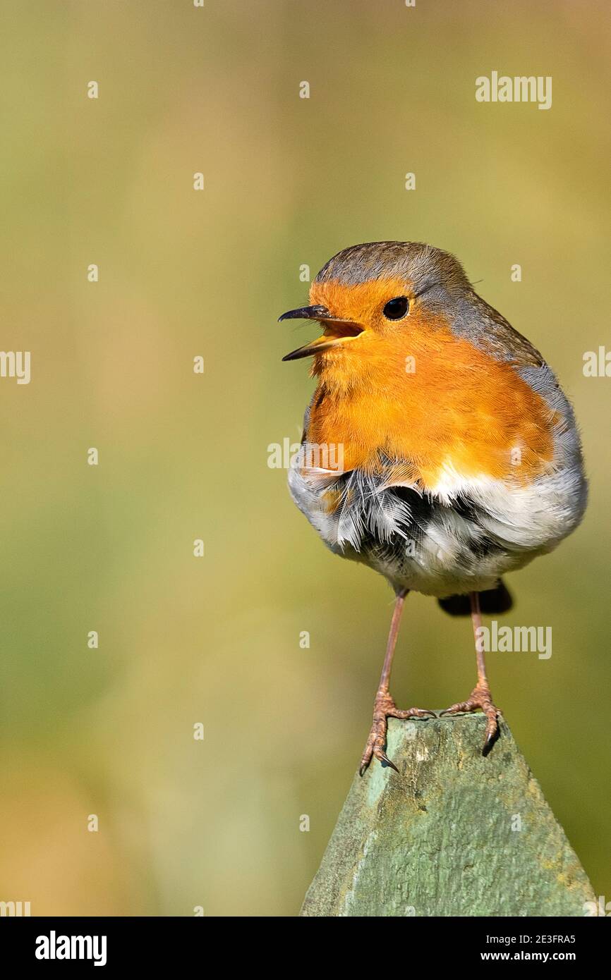 Rapina europea (Erithacus rufecula) Foto Stock Rapina europea (Erithacus rufecula) Foto Stock