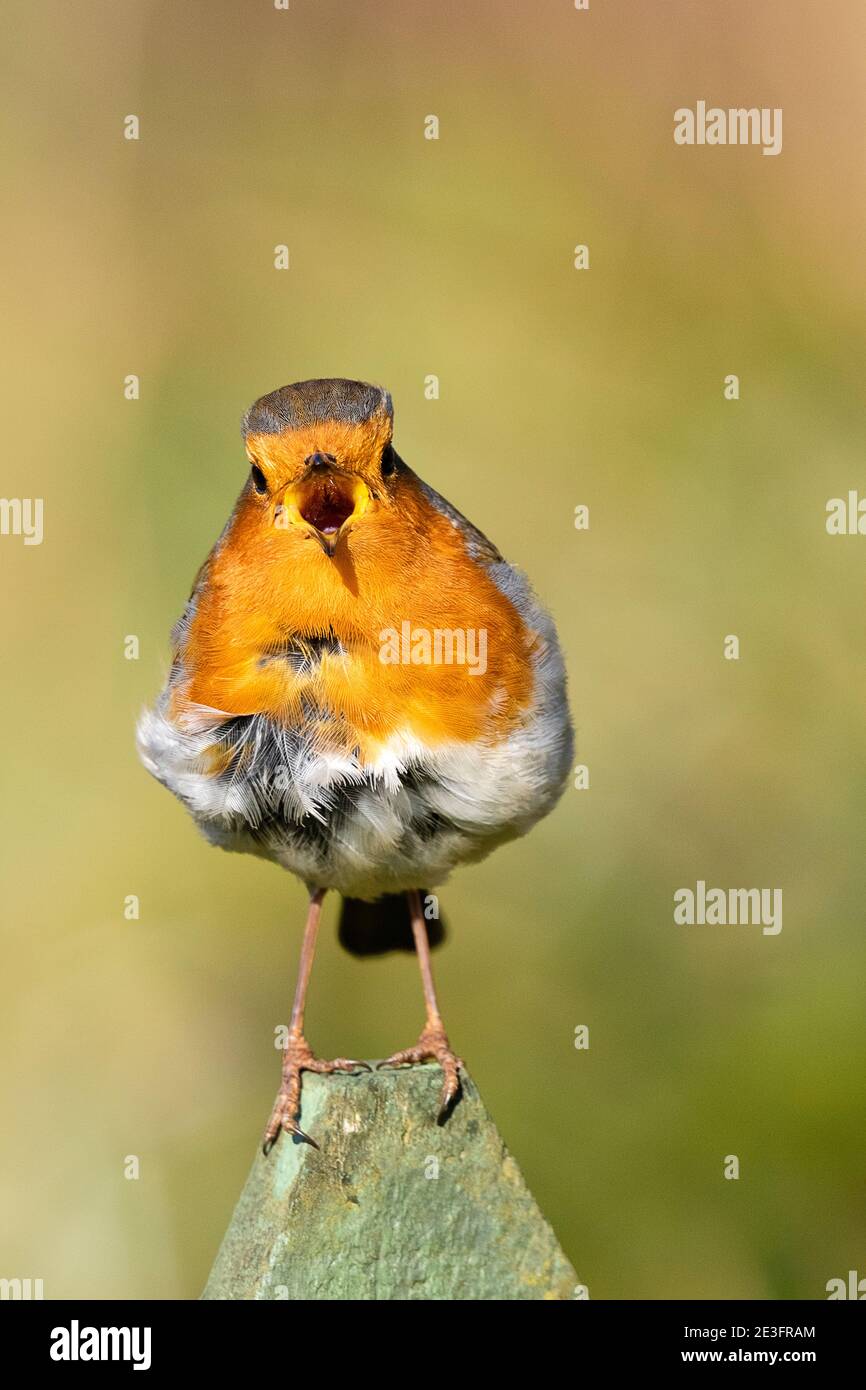 Rapina europea (Erithacus rufecula) Foto Stock Rapina europea (Erithacus rufecula) Foto Stock