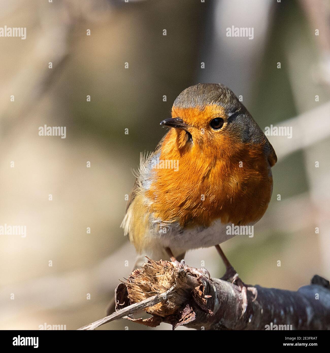 Rapina europea (Erithacus rufecula) Foto Stock Rapina europea (Erithacus rufecula) Foto Stock