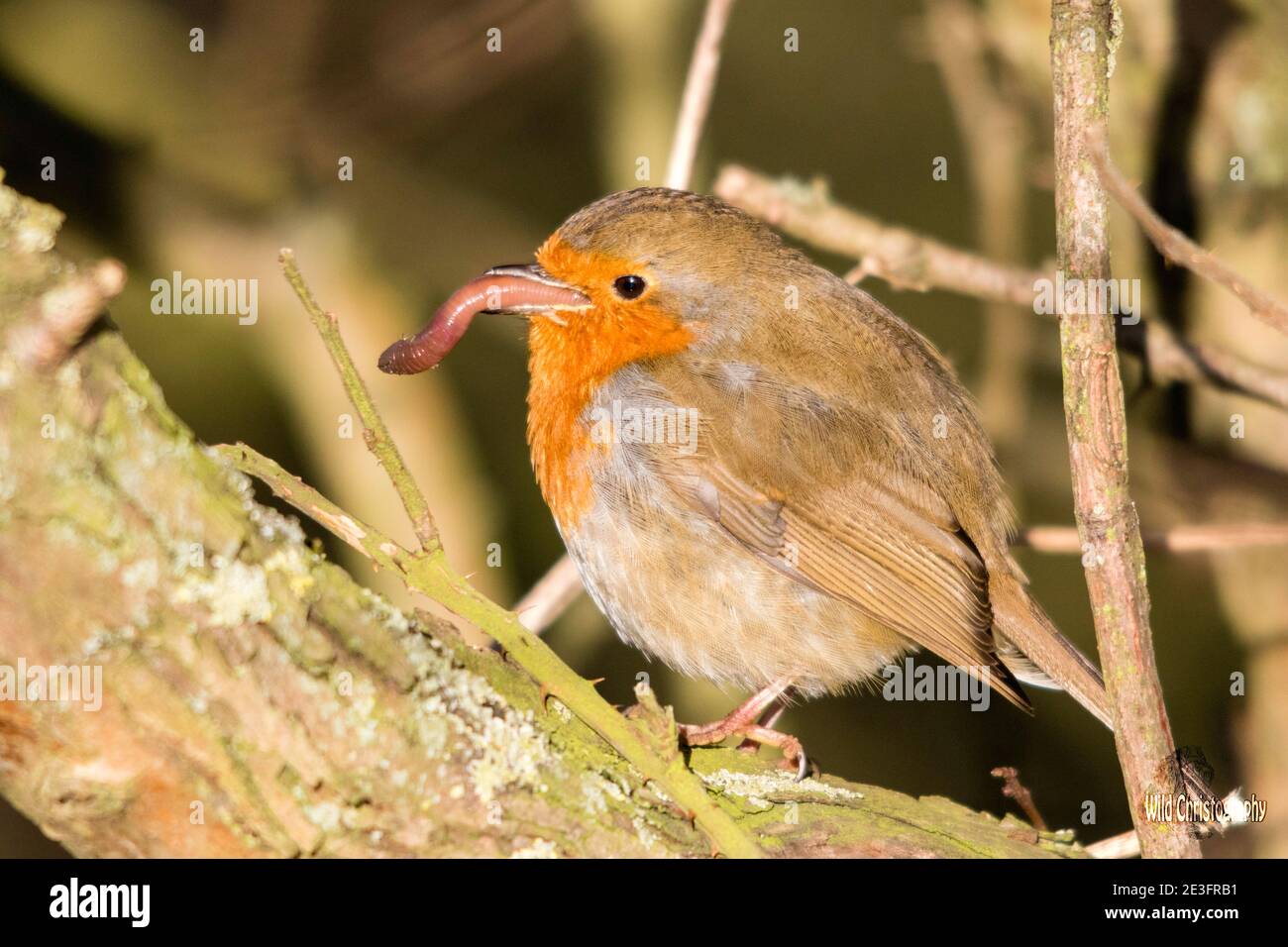 Rapina europea (Erithacus rufecula) Foto Stock Rapina europea (Erithacus rufecula) Foto Stock