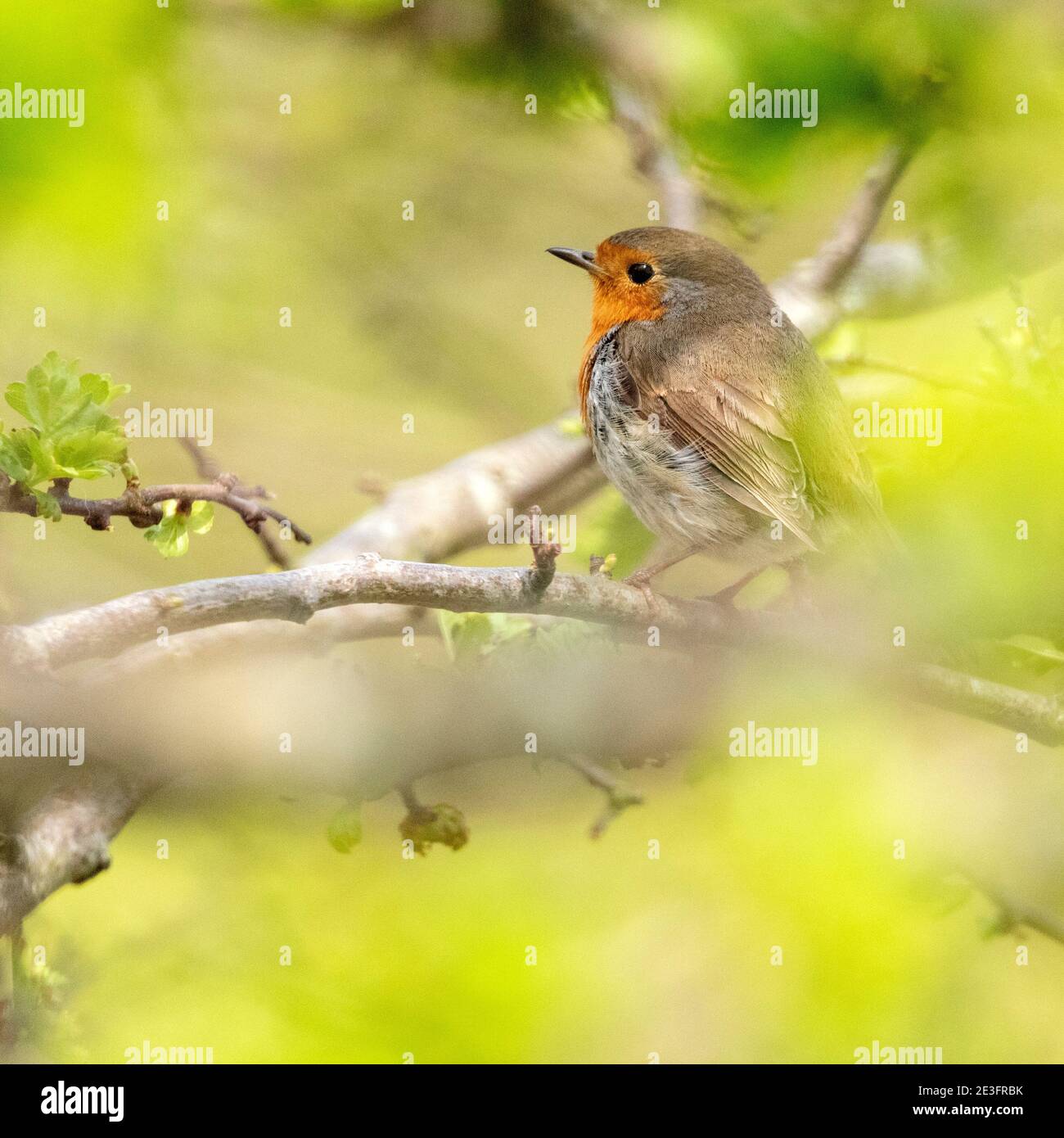 Rapina europea (Erithacus rufecula) Foto Stock Rapina europea (Erithacus rufecula) Foto Stock