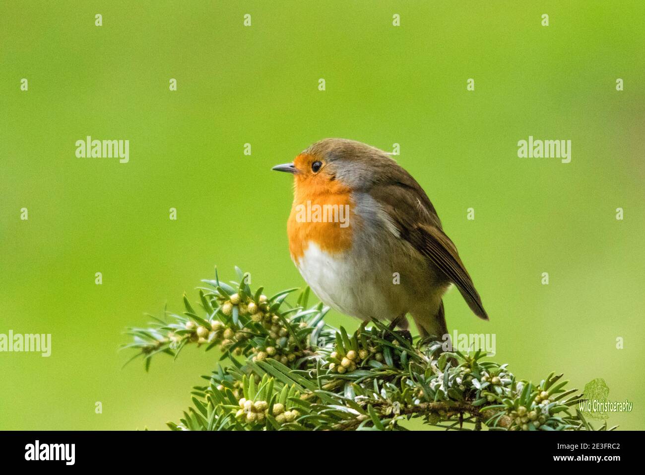 Rapina europea (Erithacus rufecula) Foto Stock Rapina europea (Erithacus rufecula) Foto Stock