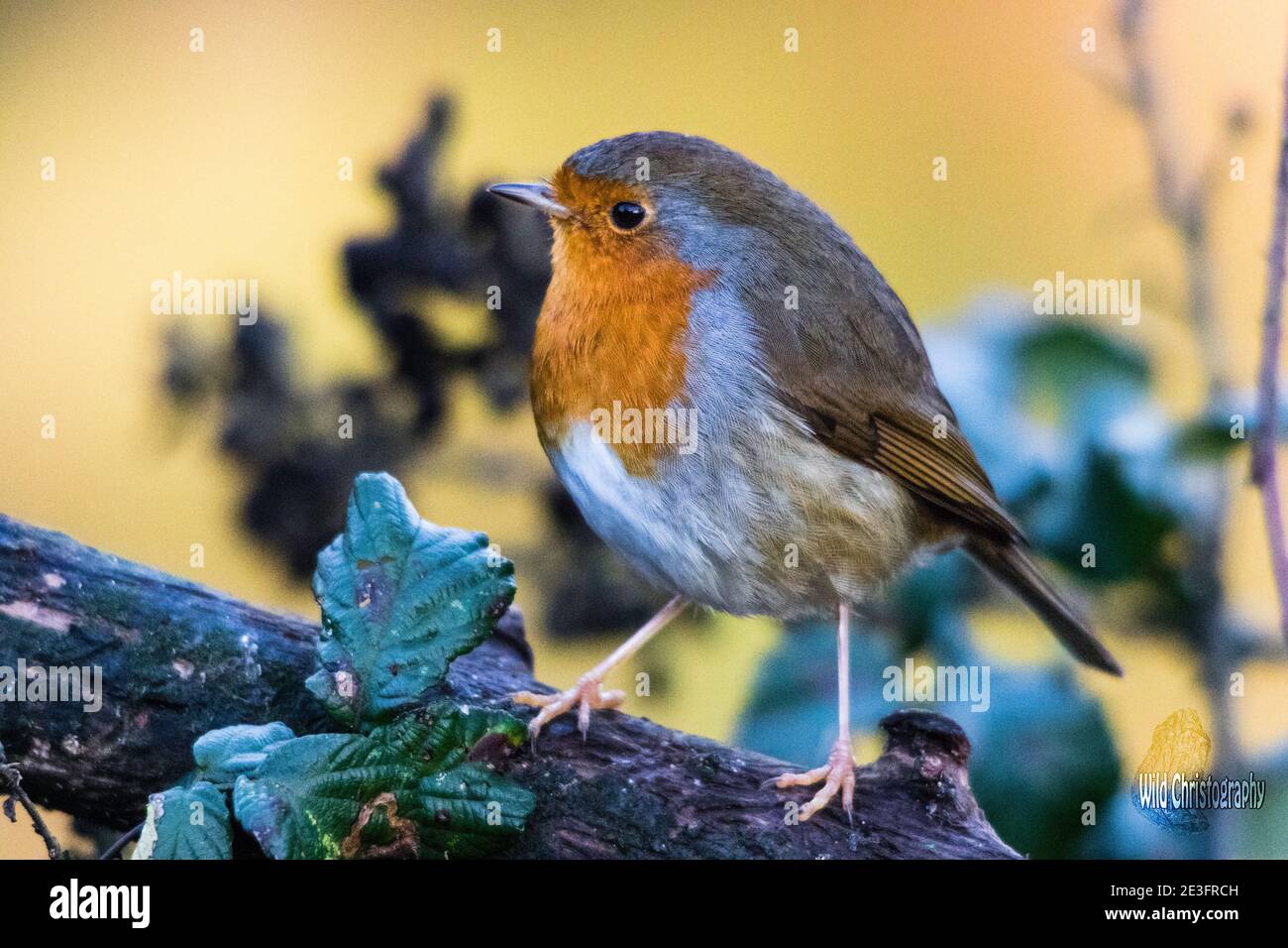 Rapina europea (Erithacus rufecula) Foto Stock Rapina europea (Erithacus rufecula) Foto Stock