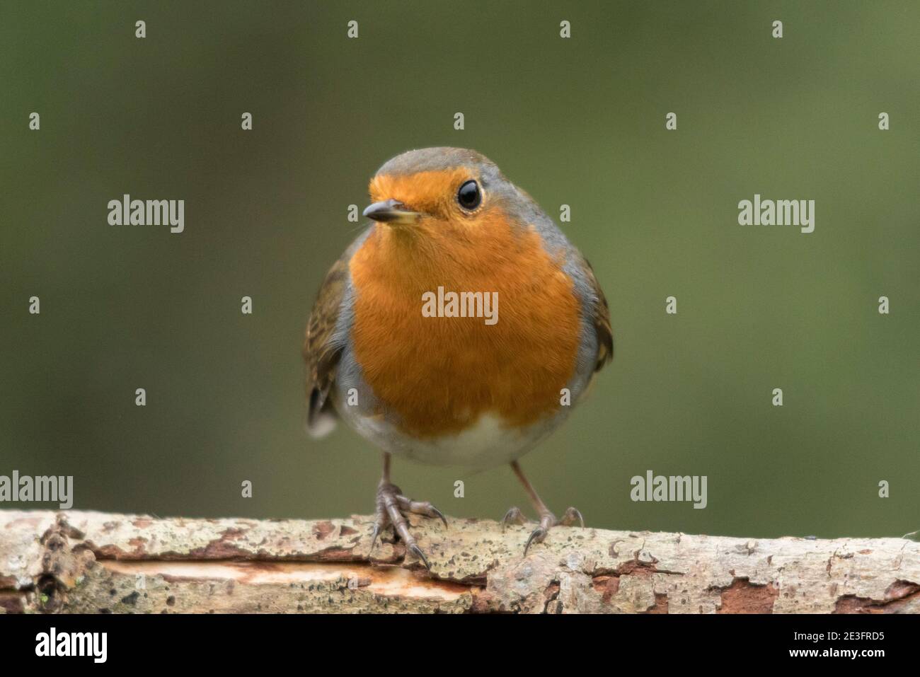 Rapina europea (Erithacus rufecula) Foto Stock Rapina europea (Erithacus rufecula) Foto Stock