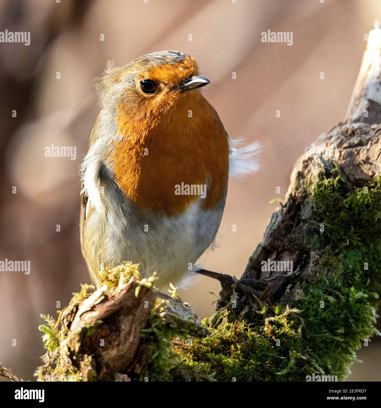 Rapina europea (Erithacus rufecula) Foto Stock Rapina europea (Erithacus rufecula) Foto Stock