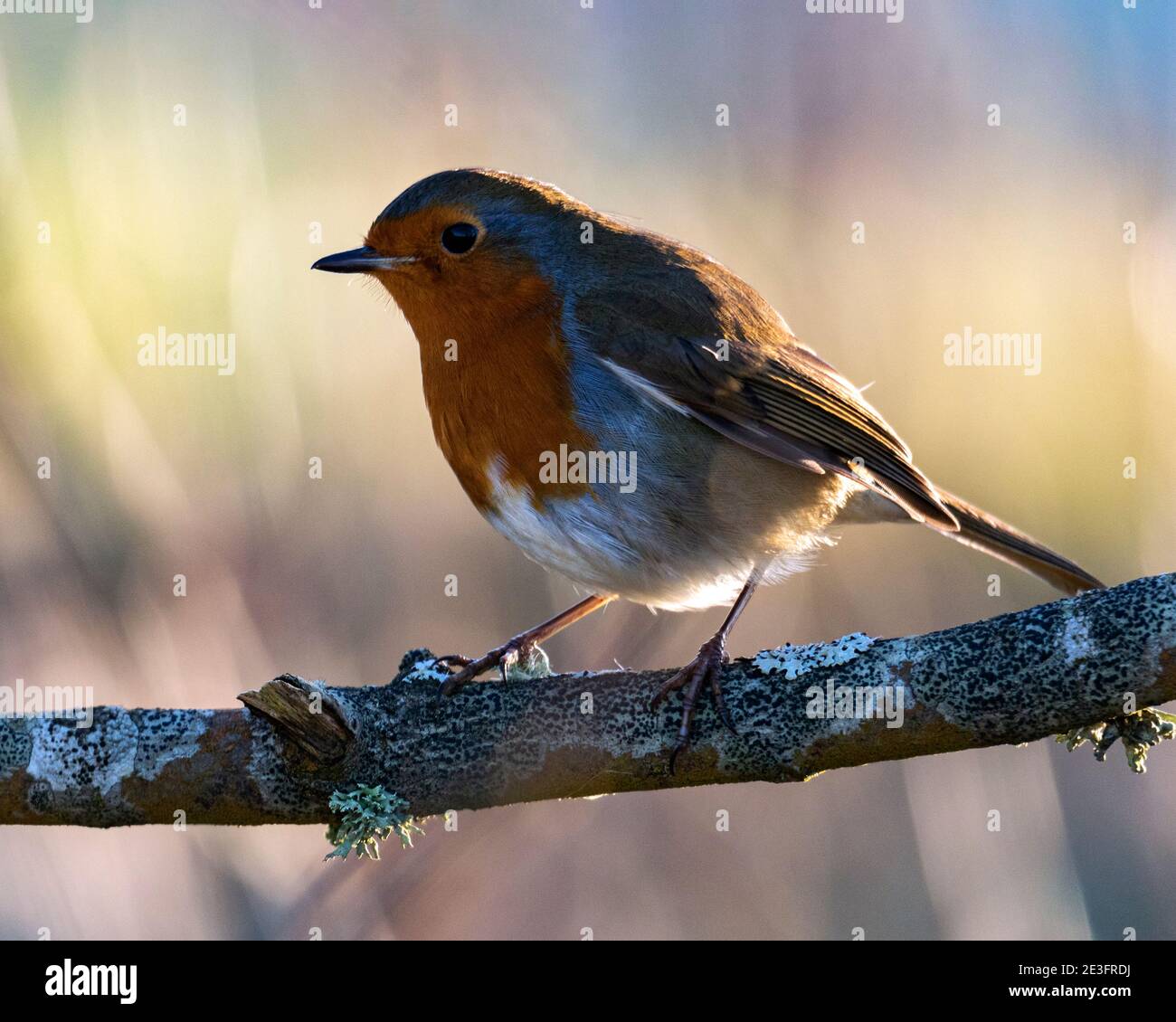 Rapina europea (Erithacus rufecula) Foto Stock Rapina europea (Erithacus rufecula) Foto Stock