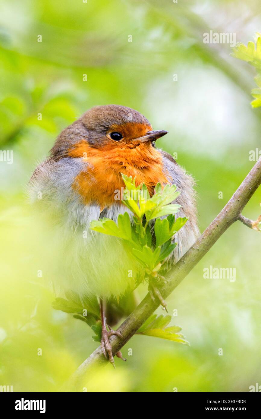 Rapina europea (Erithacus rufecula) Foto Stock Rapina europea (Erithacus rufecula) Foto Stock