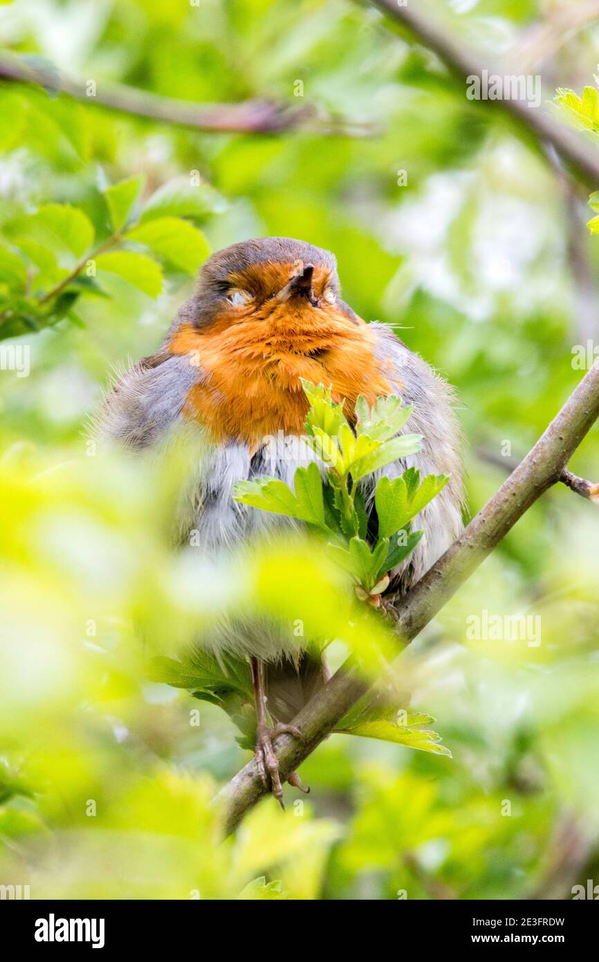 Rapina europea (Erithacus rufecula) Foto Stock Rapina europea (Erithacus rufecula) Foto Stock